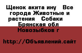 Щенок акита ину - Все города Животные и растения » Собаки   . Брянская обл.,Новозыбков г.